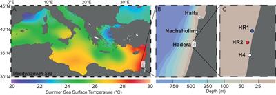Diverse Internal Symbiont Community in the Endosymbiotic Foraminifera Pararotalia calcariformata: Implications for Symbiont Shuffling Under Thermal Stress
